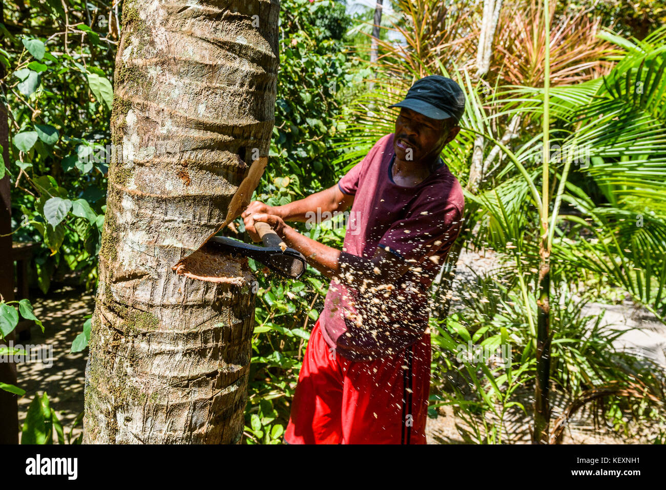 Man chopping down coconut tree in tropical South Bahia, Ilha de Boipeba, Brazil Stock Photo