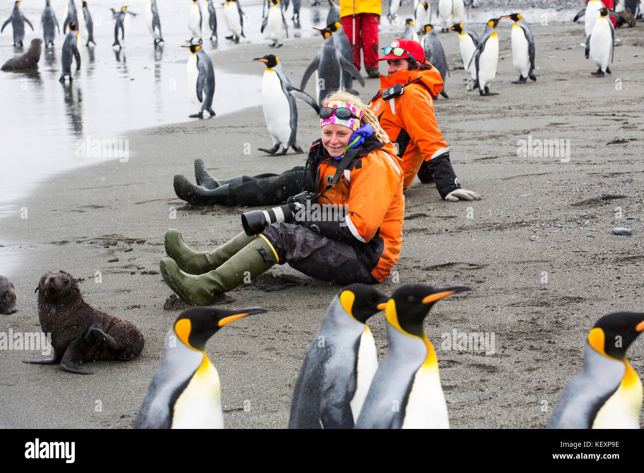 King Penguins on Salisbury Plain, South Georgia, with passengers from an expedition cruise. Stock Photo