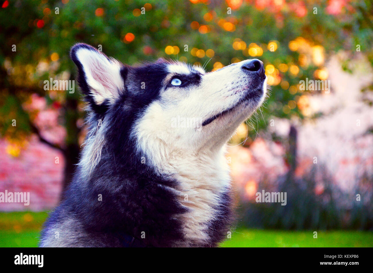 Funny Blue Eyes Gorgeous Siberian Husky