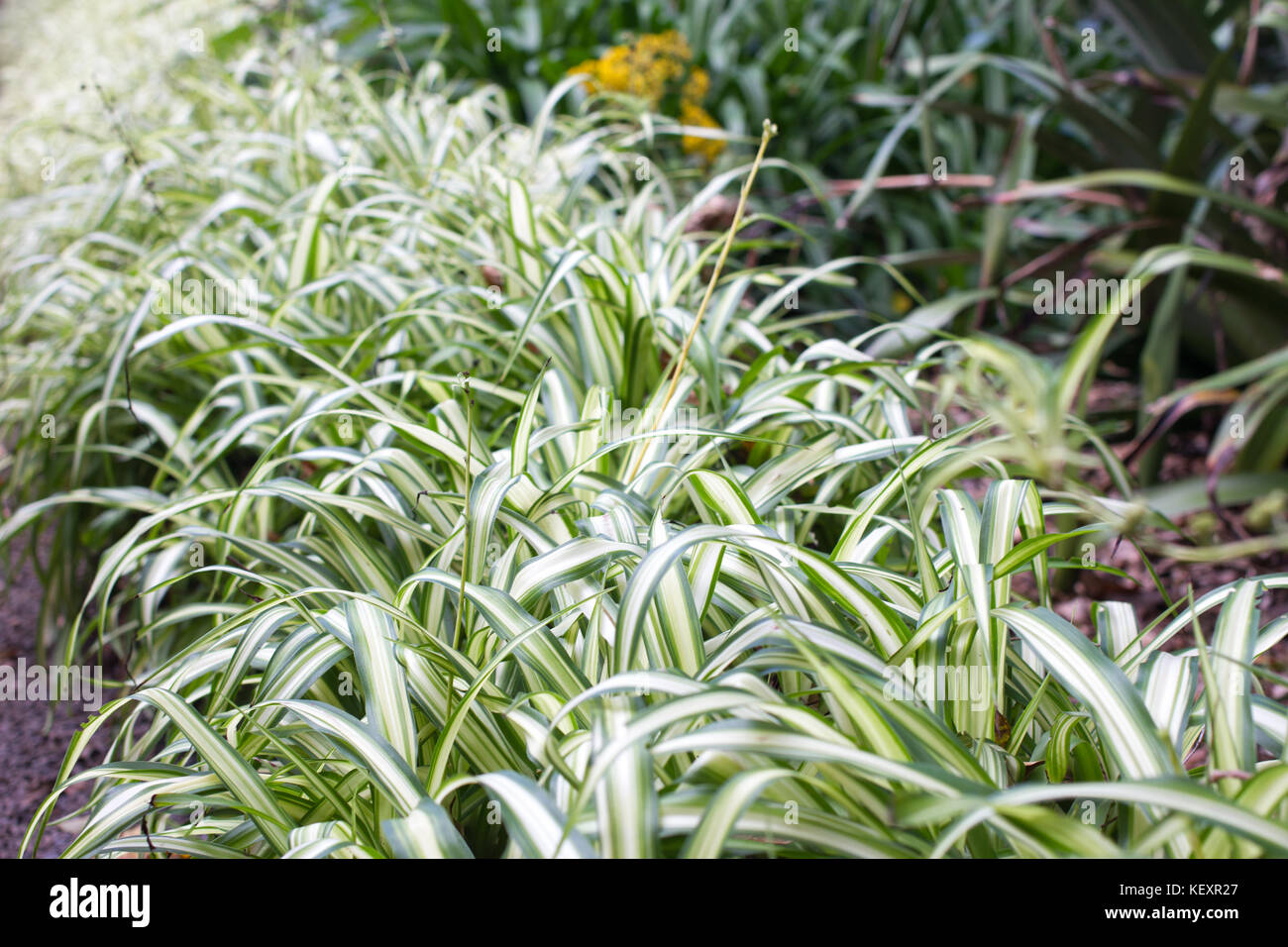 Chlorophytum outdoor planting. Spider plant, variegata, ripped. Stock Photo
