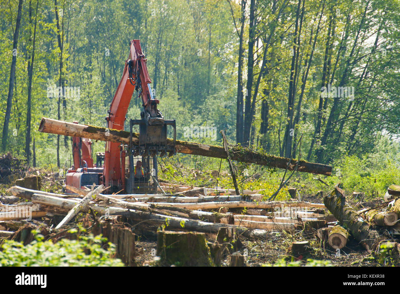Photograph of excavator moving cut logs for new development along Fraser River in Metro Vancouver, Pitt Meadows, British Columbia, Canada Stock Photo