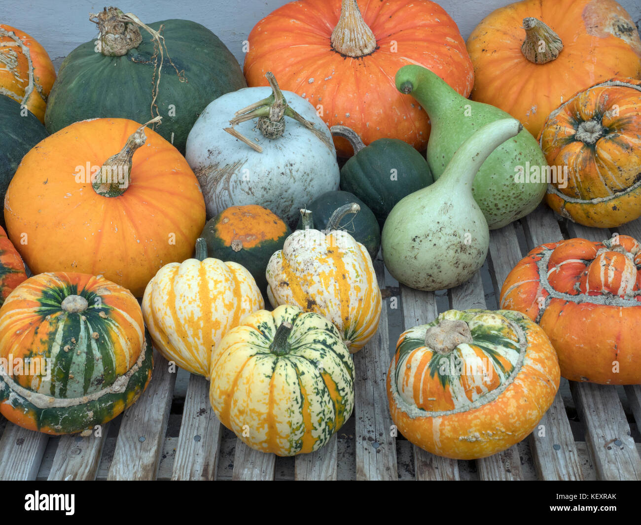 Turban Squash genus Cucurbita and other Mixed squashes from the garden