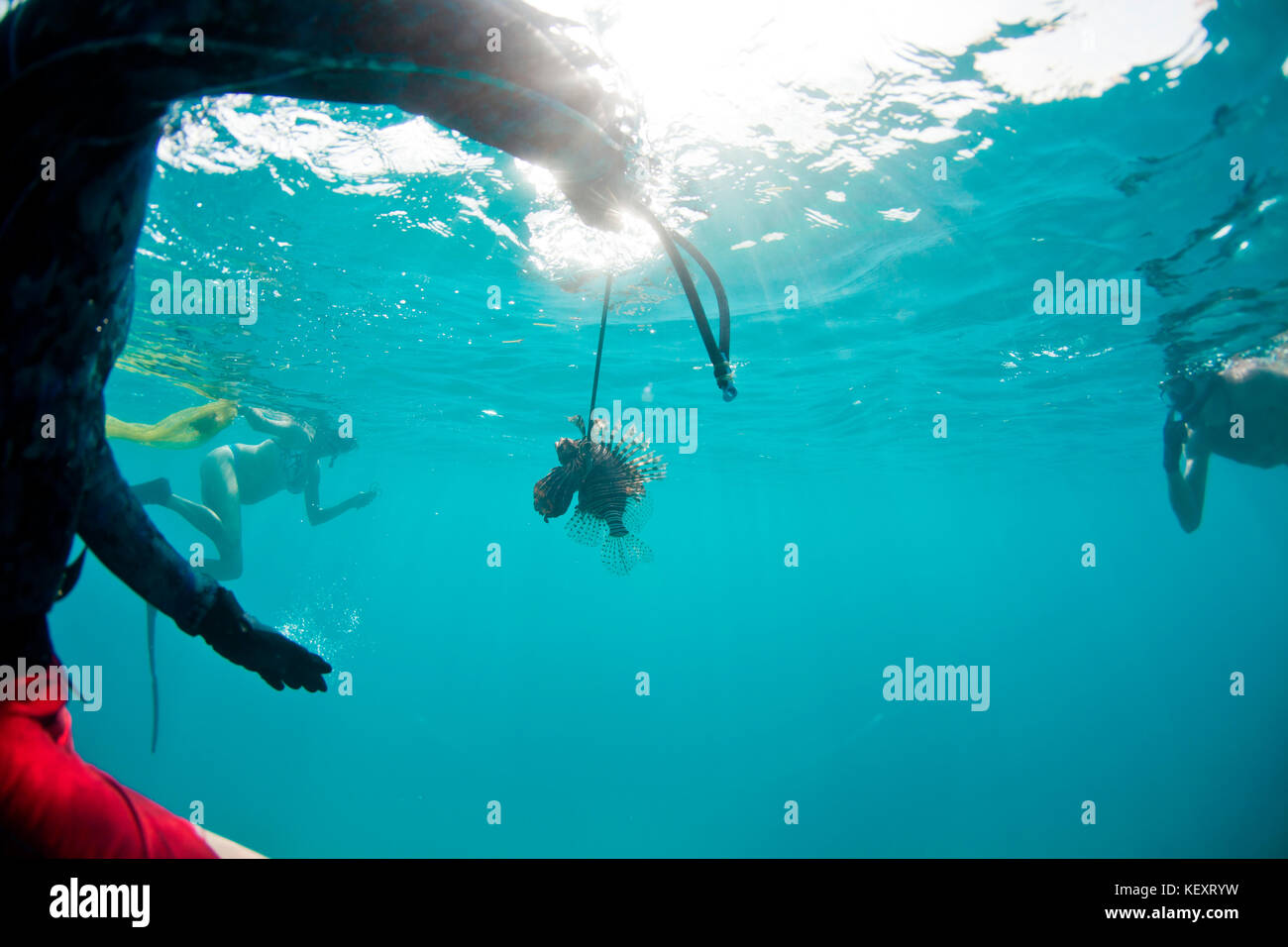 A man handles a speared Lionfish offshore of Belize.The Lionfish is an invasive species that is hurting the ecology of coral reefs throughout the Caribbean. Stock Photo