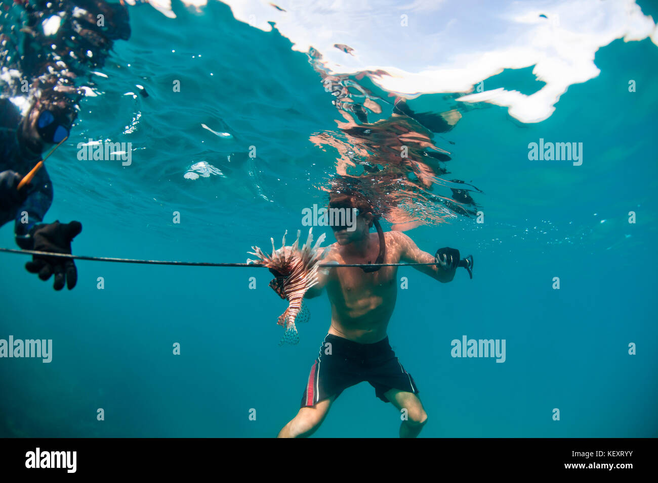 A man handles a speared Lionfish offshore of Belize.The Lionfish is an invasive species that is hurting the ecology of coral reefs throughout the Caribbean. The fish's spines are venomous, so divers cut the spines off to avoid injury. Stock Photo