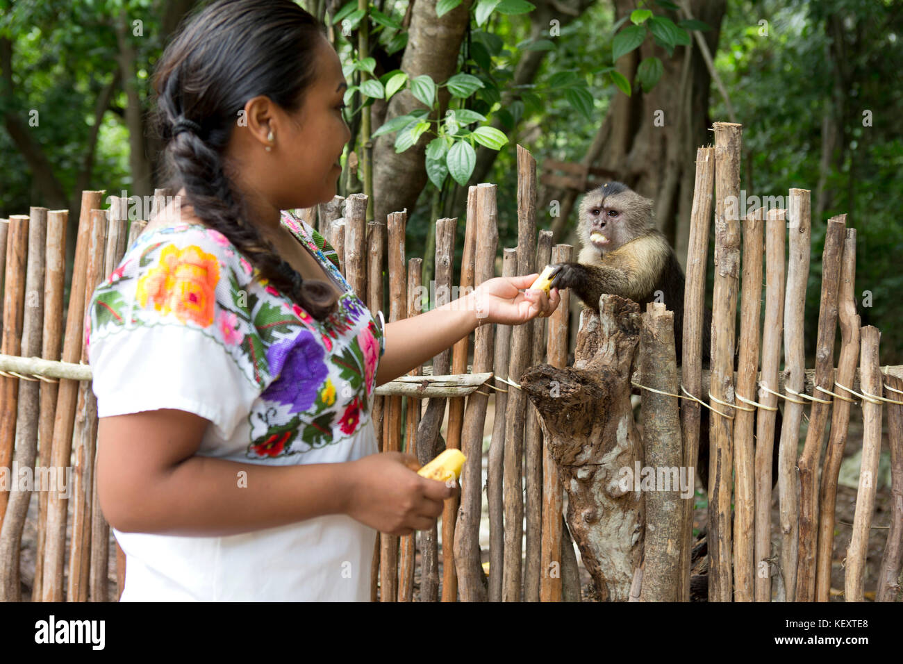 Monkey Wonen Young smiling woman wearing traditional dress feeding monkey near the ...