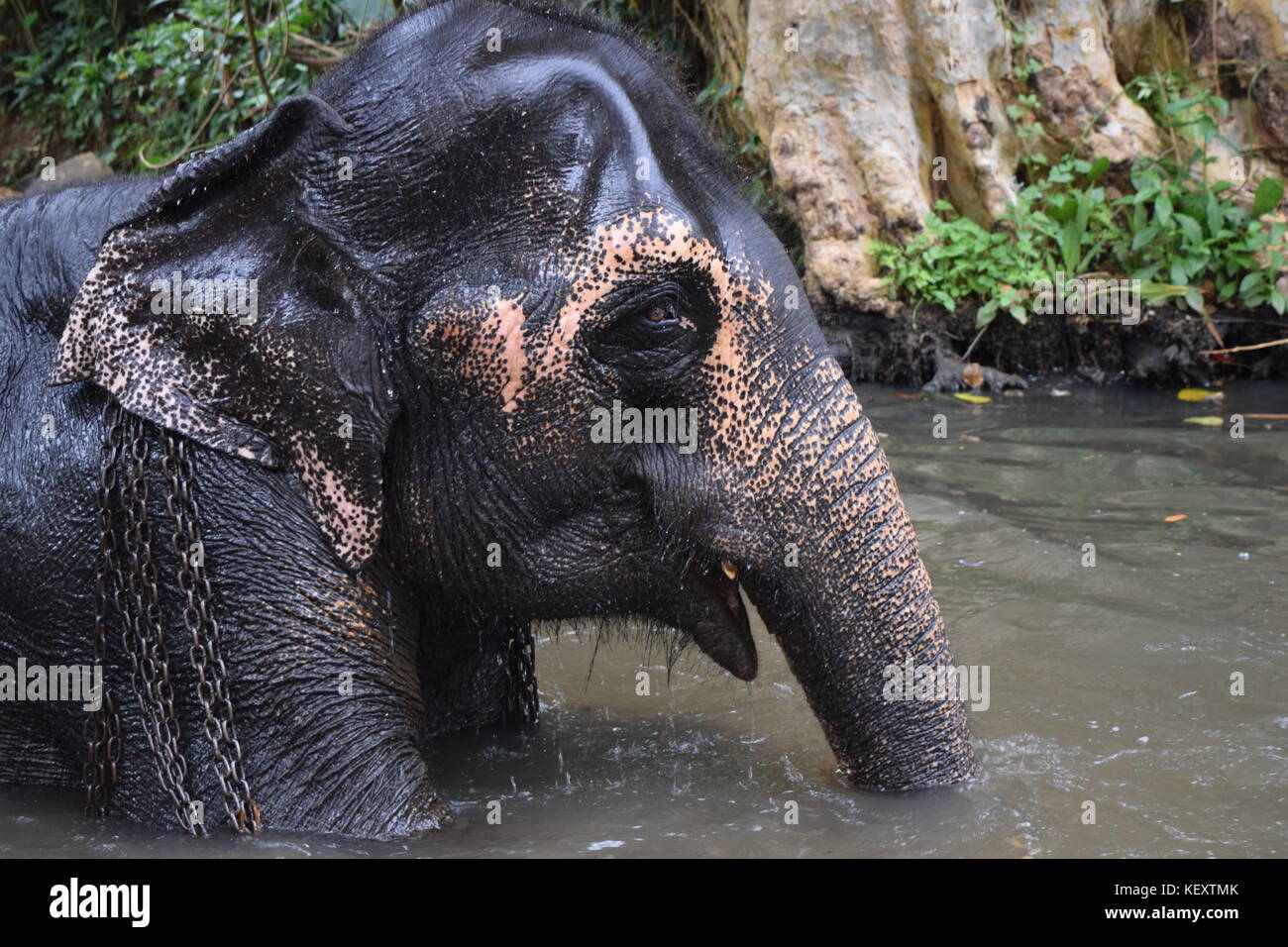 Sri Lankan Elephant (Rani) Stock Photo