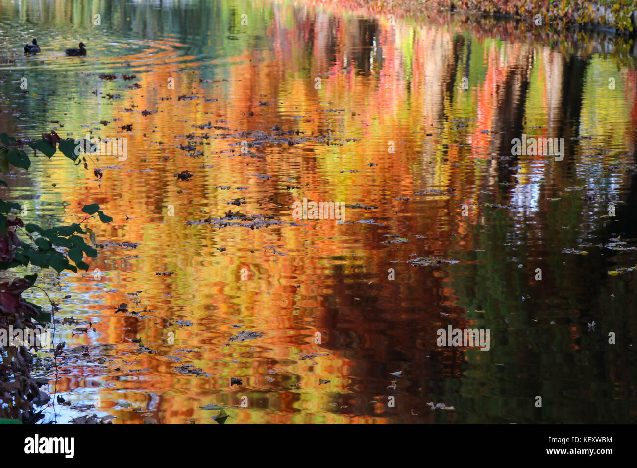 Golden colors and lake reflection hi-res stock photography and images ...