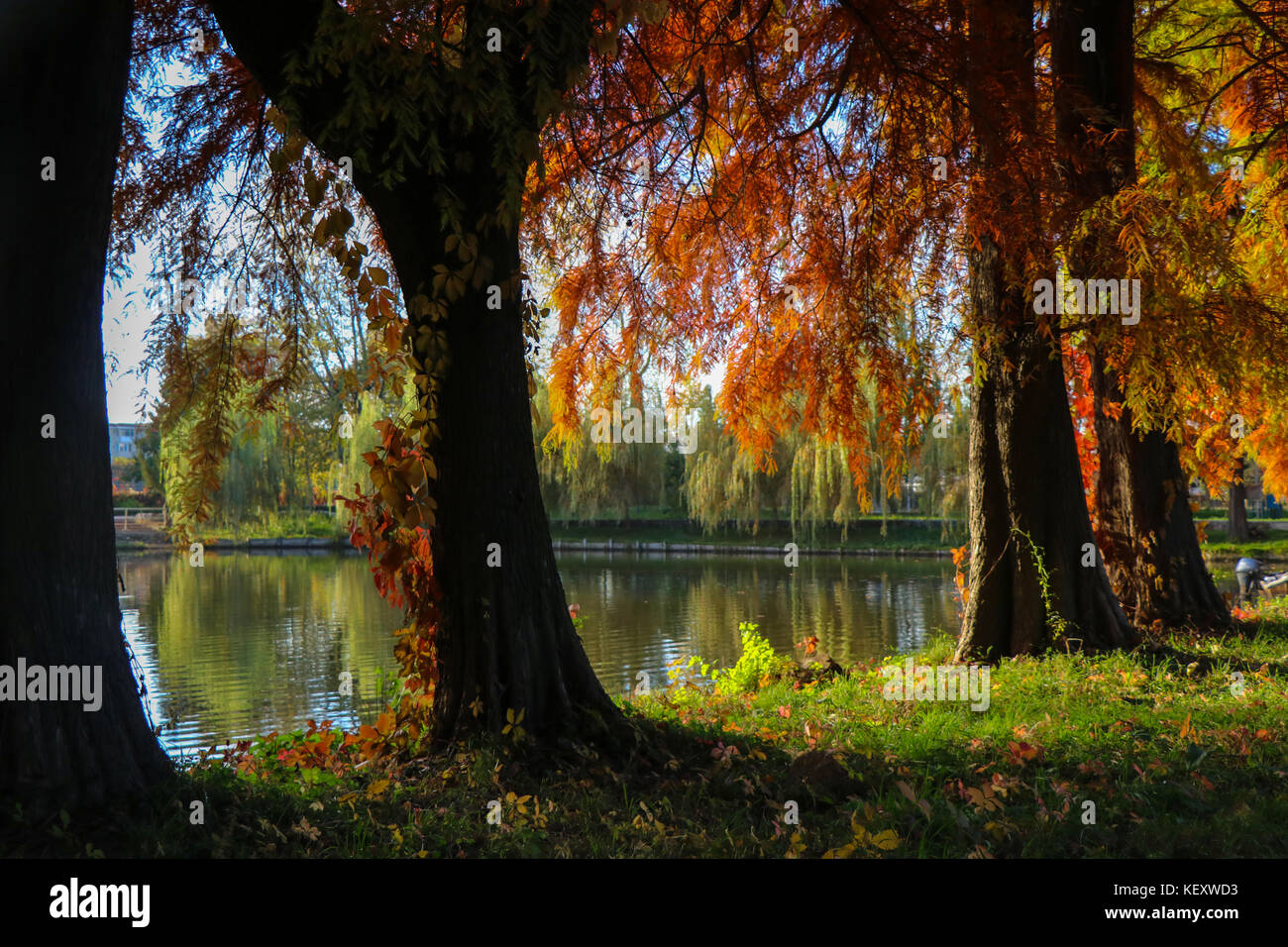 Lake and trees with autumn colors Stock Photo - Alamy