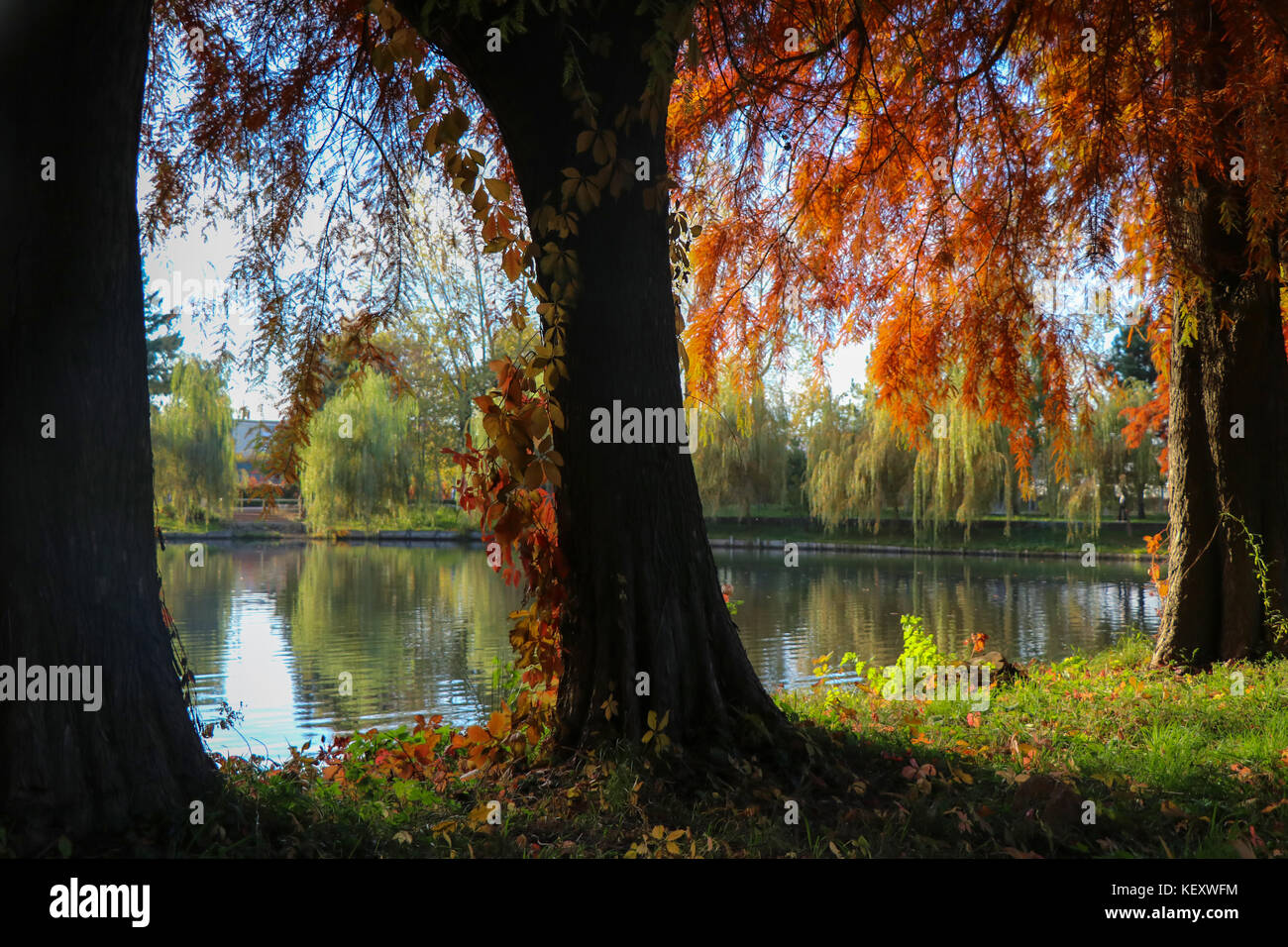 Trees view of the lake reflections Stock Photo - Alamy