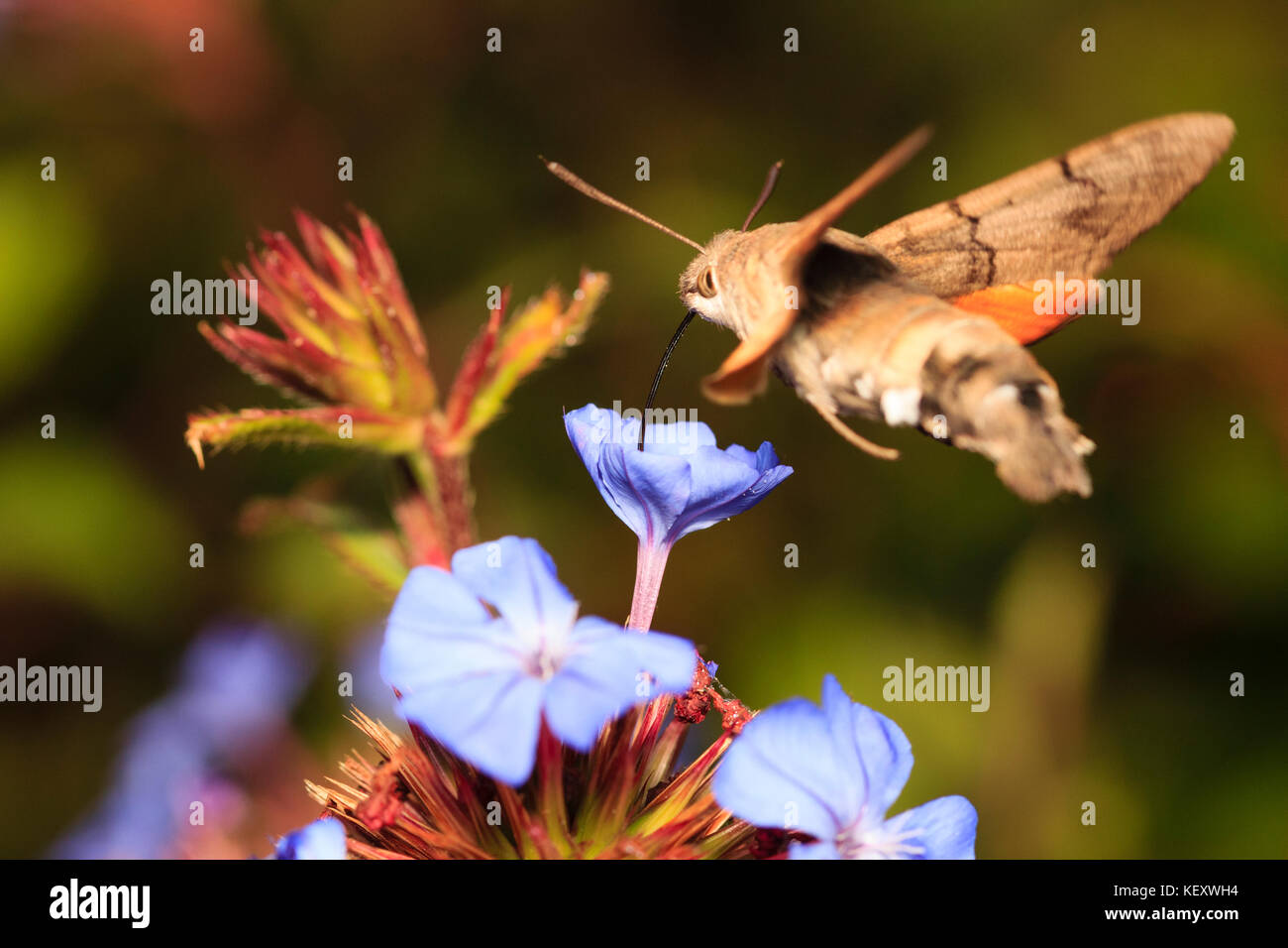 Humming bird Hawk-moth, Macroglossum stellatarum, in flight feeding on the flower of Ceratostigma willmottianum Stock Photo