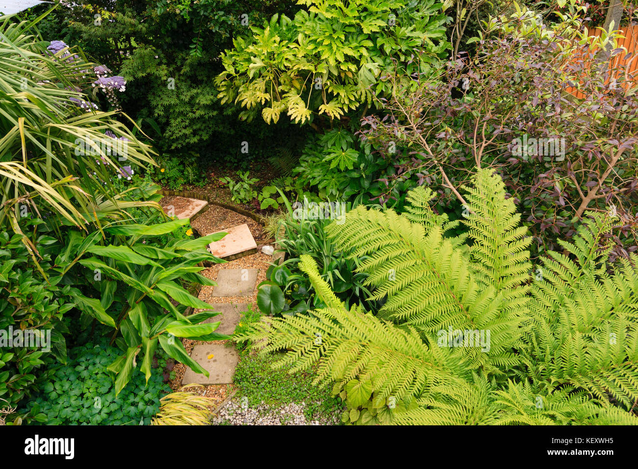 Overhead aerial view of a small exotic garden in Plymouth, Devon, UK, with tree fern,Fatsia, Hedychium and other foliage contrasts Stock Photo