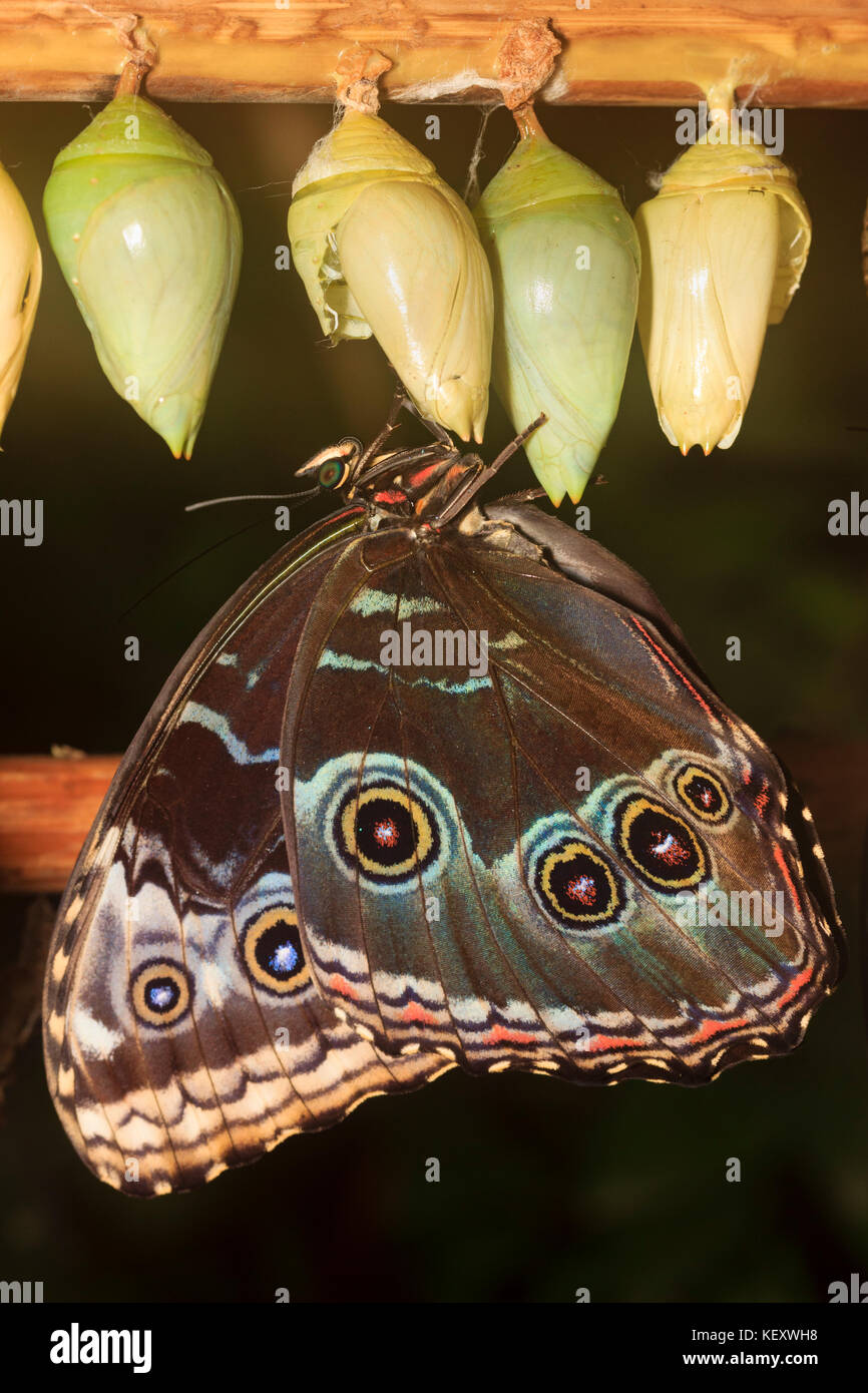 Underside of a Blue Morpho butterfly, Morpho peleides, showing prominent eyespots Stock Photo