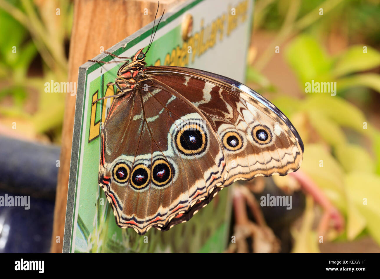 Underside of a Blue Morpho butterfly, Morpho peleides, showing prominent eyespots Stock Photo