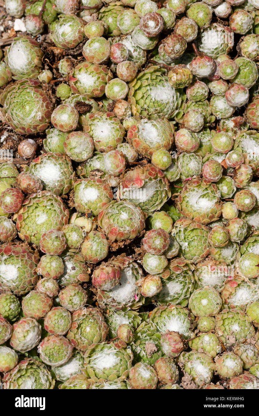 Spreading mat of succulent rosettes of the cobweb houseleek, Sempervivum arachnoideum Stock Photo