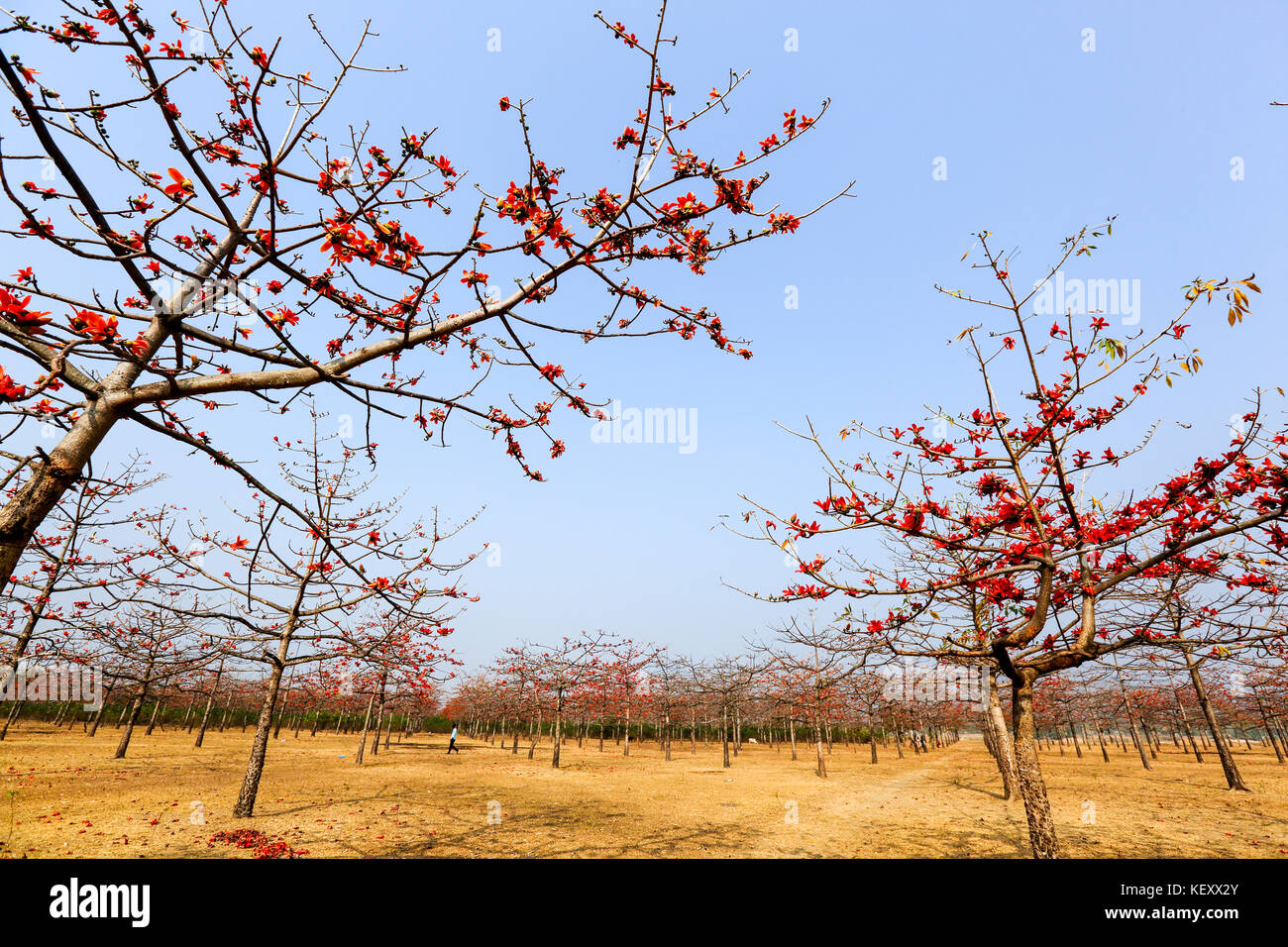 Silk Cotton plantation at Laurer Garh village on the bank of Jadukata