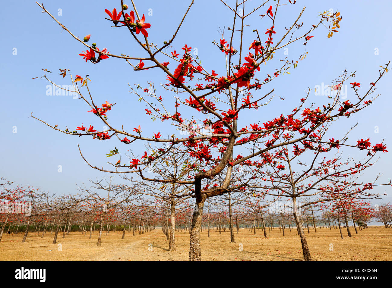 Silk Cotton plantation at Laurer Garh village on the bank of Jadukata