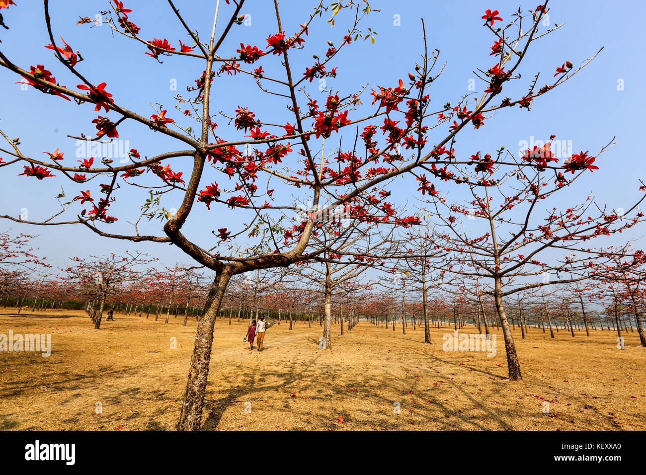 Silk Cotton plantation at Laurer Garh village on the bank of Jadukata