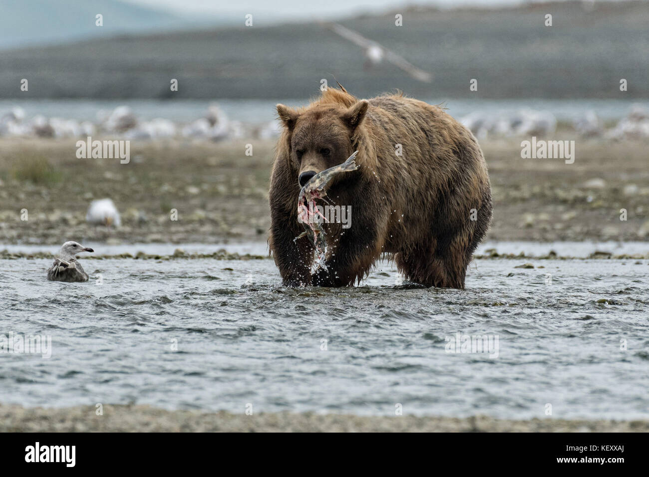 A brown bear adult catches a salmon in the lower lagoon at the McNeil ...