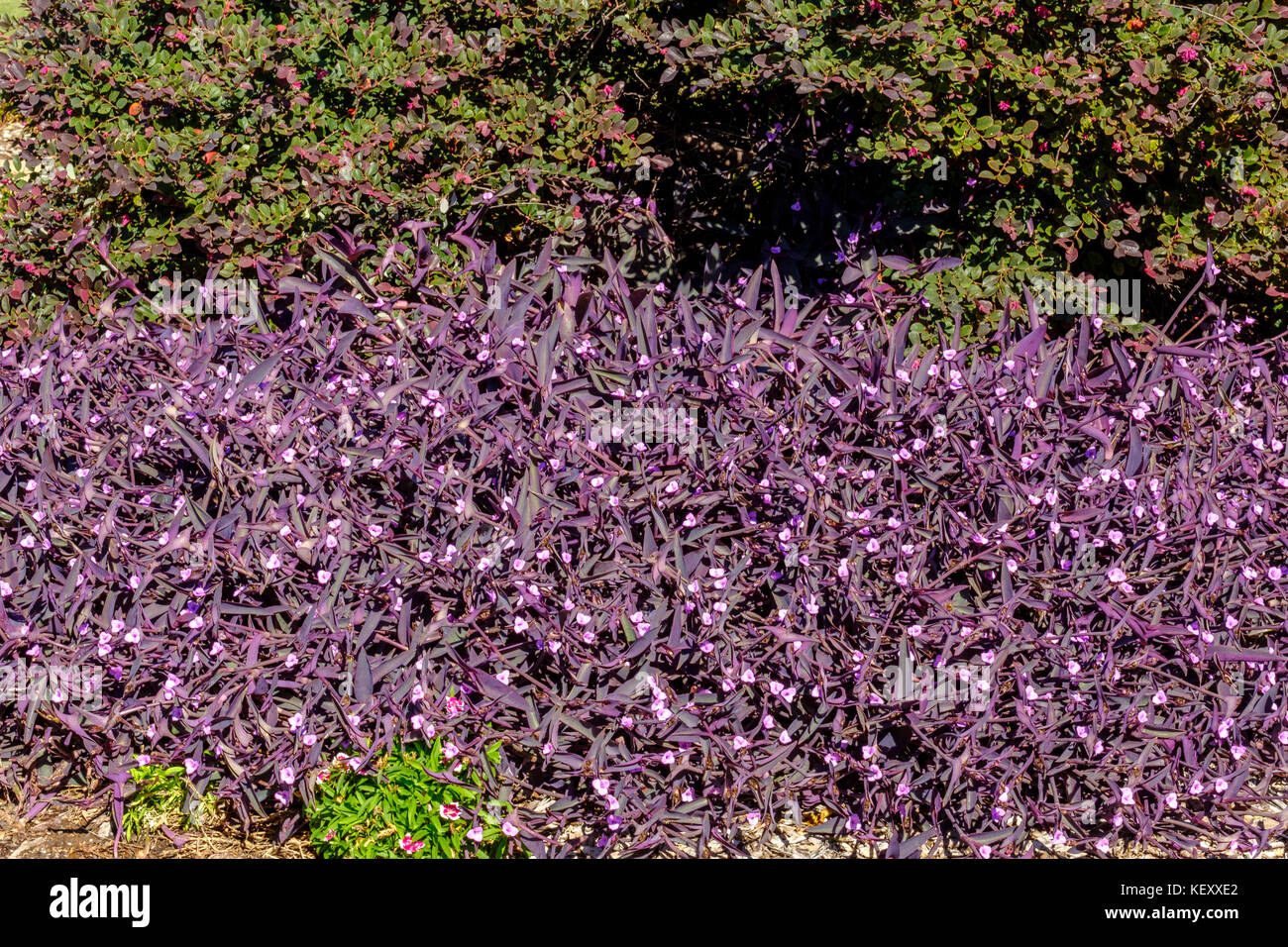 A flower bed full of Purple Heart plants and flowers, Tradescantia pallida, in Oklahoma City, Oklahoma, USA. Stock Photo