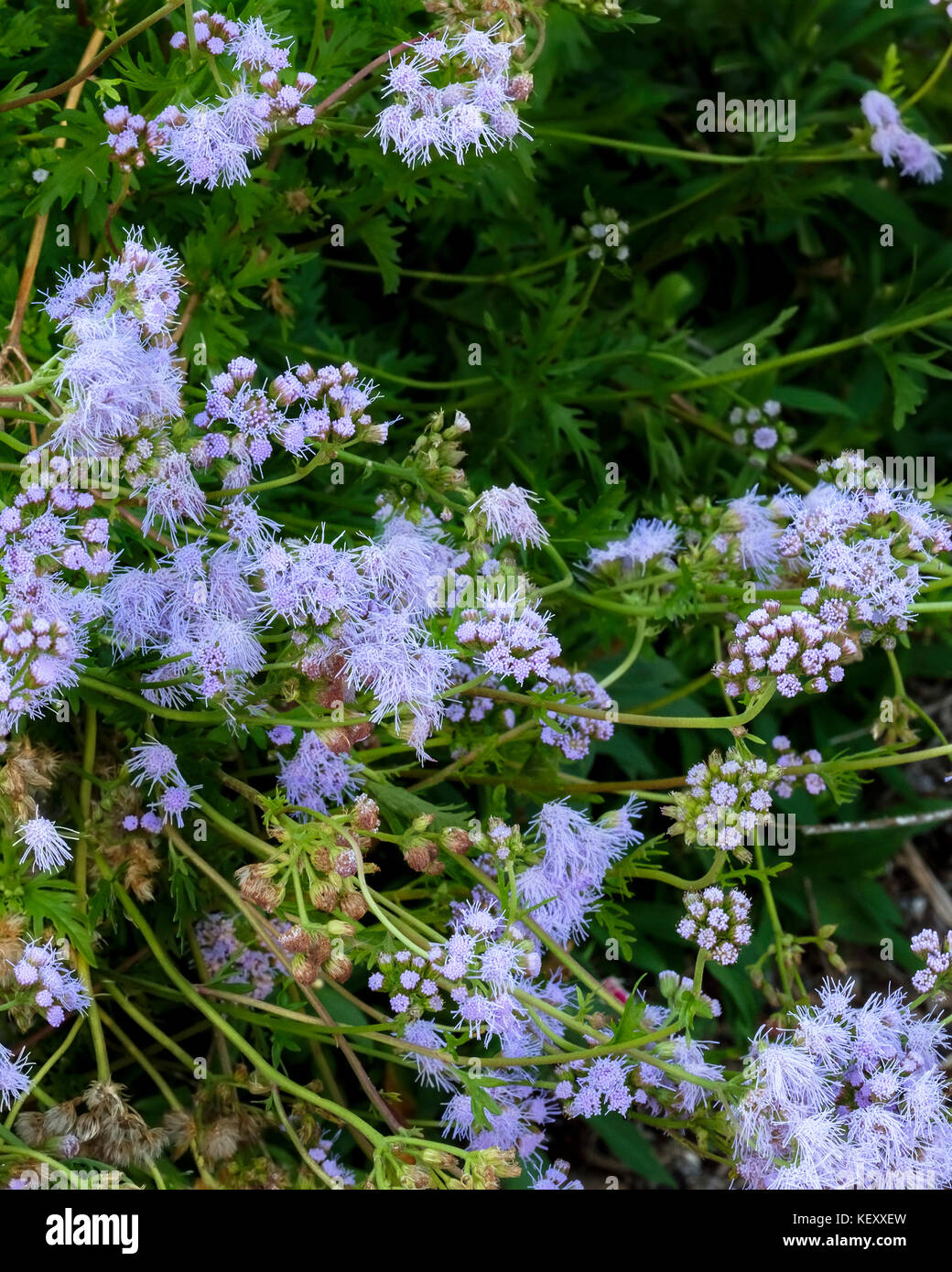 Blue Mistflower, Conoclinium coelestinum, growing in a public garden in Oklahoma City, Oklahoma, USA. Stock Photo