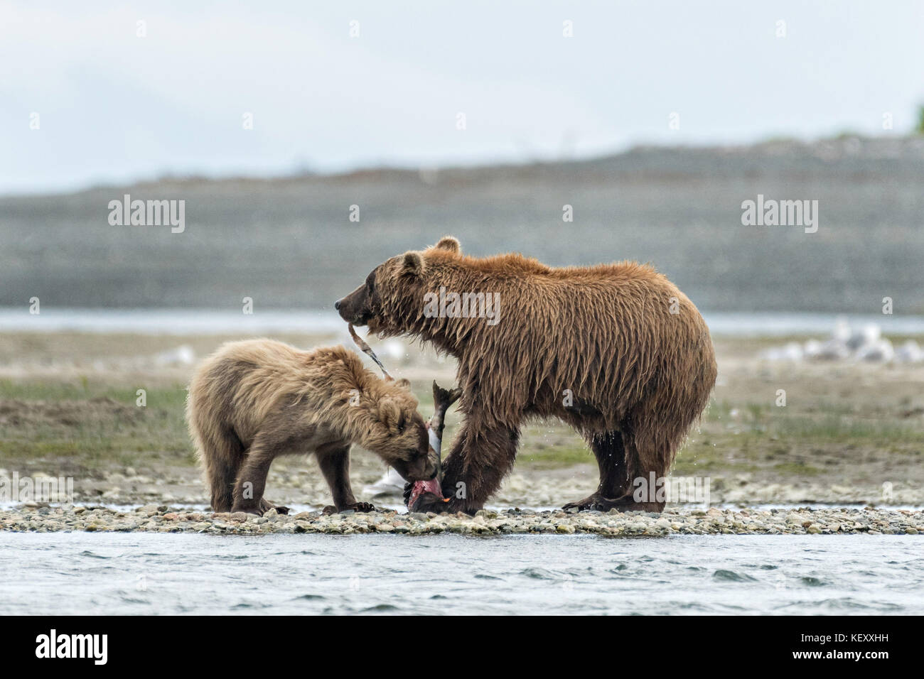 A Brown bear mother shares her salmon with her yearling cub along the ...