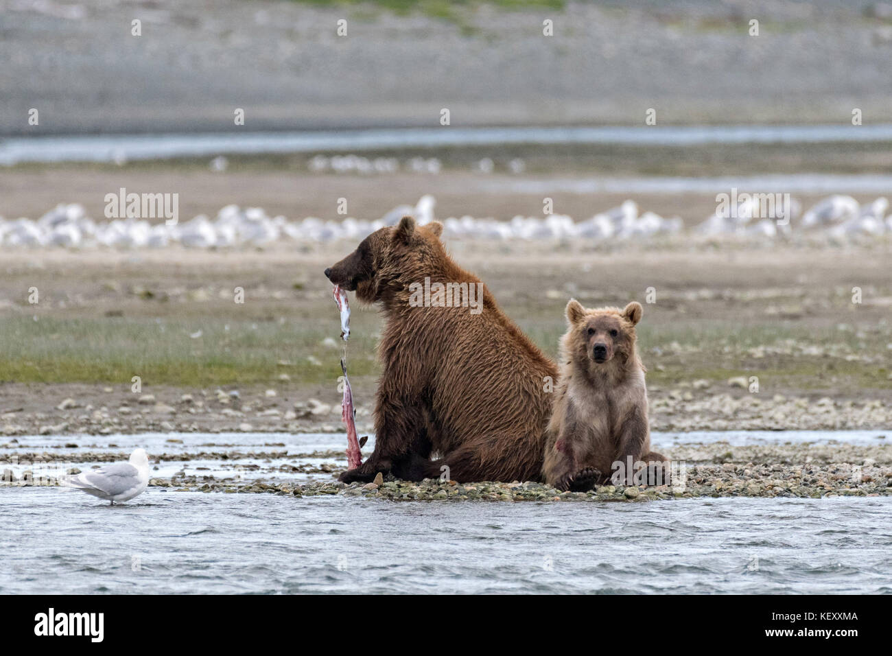A Brown bear mother with her yearling cub along the lower lagoon at the ...