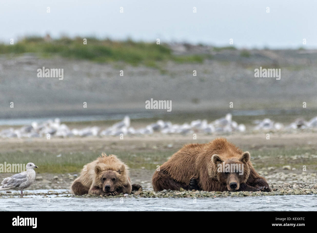 A Brown bear mother with her yearling cub rest along the lower lagoon ...