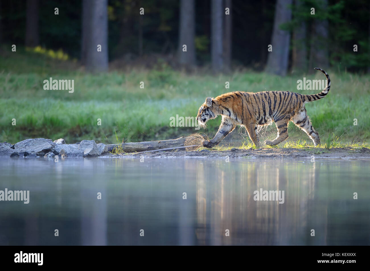 Amur tiger walking near river water. Siberian tiger action wildlife scene,  wild cat, nature habitat. Tiger, green water grass. Danger animal, tajga, R  Stock Photo - Alamy