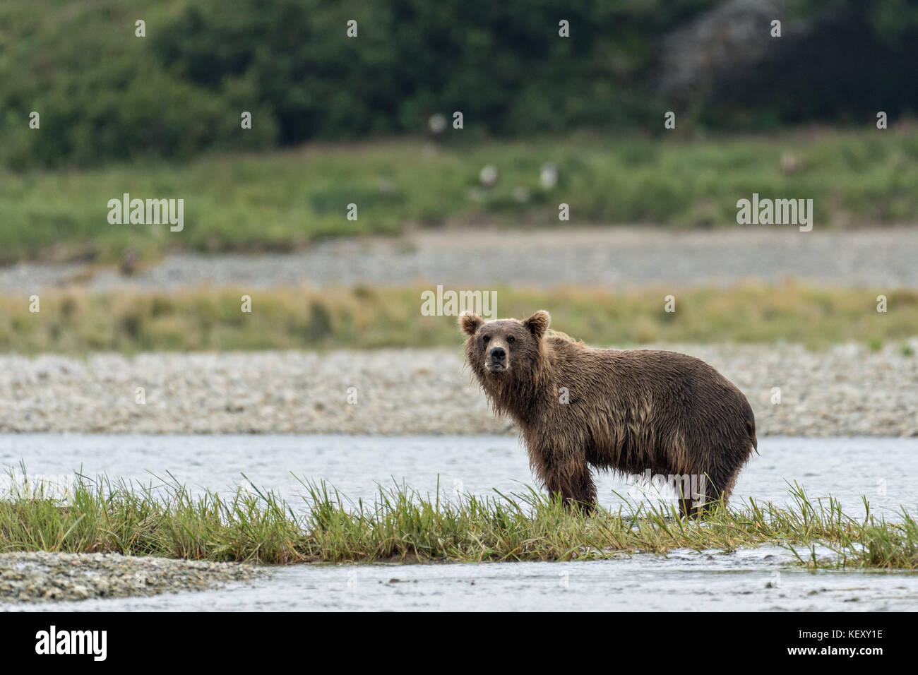 A Brown bear looks for salmon in the lower lagoon at the McNeil River ...