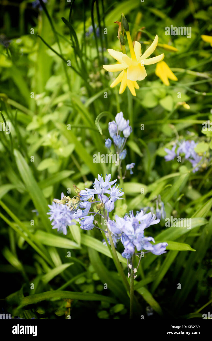 Spanish bluebells and daffodil in garden, UK Stock Photo
