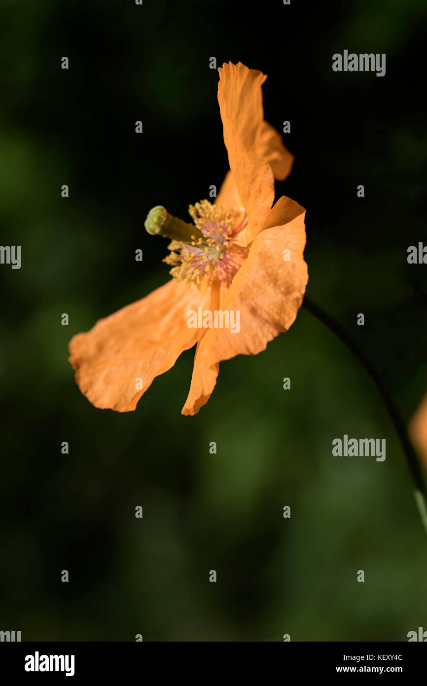 Single California poppy flower, Croydon garden, England, United Kingdom