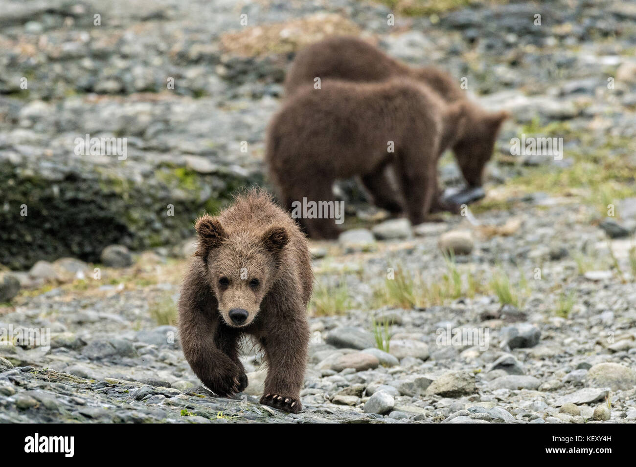 Brown bear spring cubs play at the lower lagoon at the McNeil River State Game Sanctuary on the Kenai Peninsula, Alaska. The remote site is accessed only with a special permit and is the world’s largest seasonal population of brown bears in their natural environment. Stock Photo