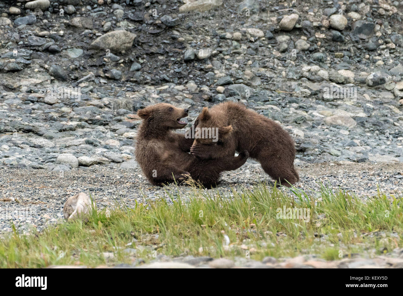 Brown bear spring cubs play at the lower lagoon at the McNeil River State Game Sanctuary on the Kenai Peninsula, Alaska. The remote site is accessed only with a special permit and is the world’s largest seasonal population of brown bears in their natural environment. Stock Photo