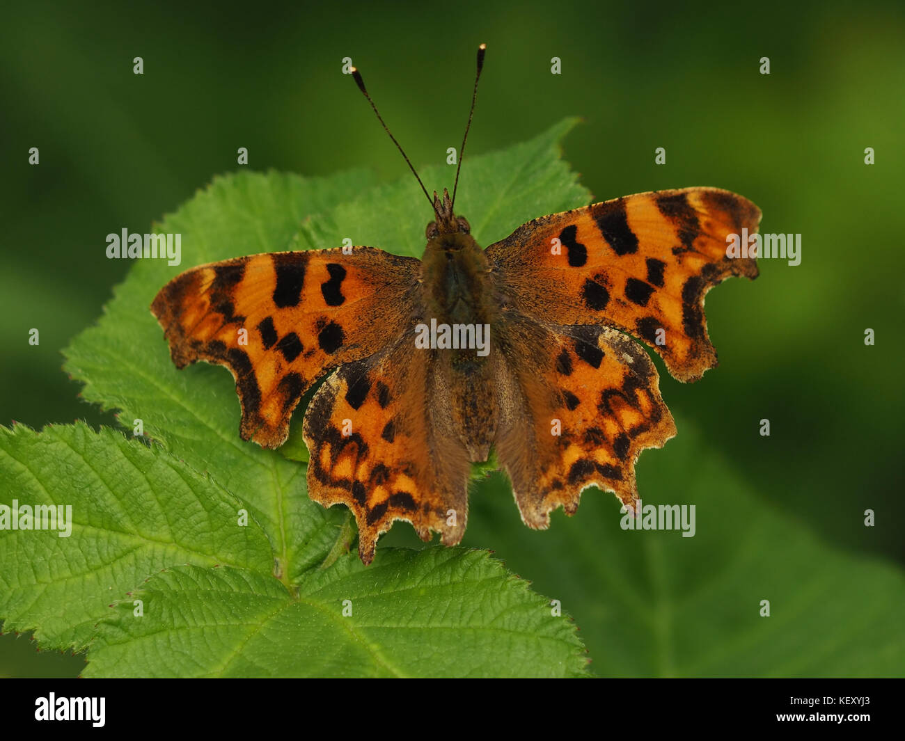 Comma Looking Insect Insect on insects hi-res stock photography and images - Alamy