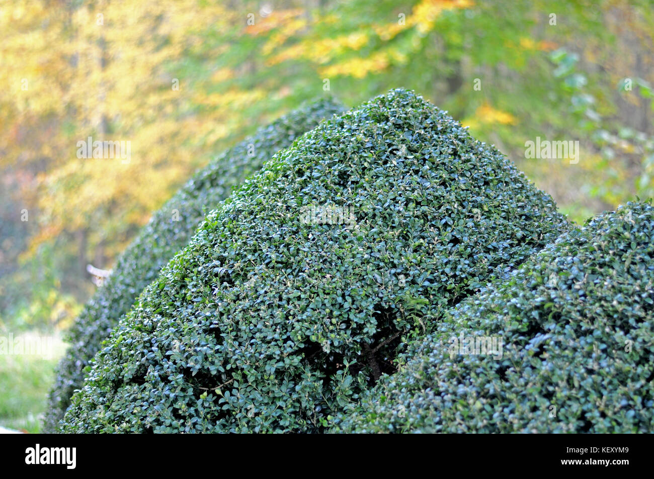 box bushes cut in shape Stock Photo Alamy