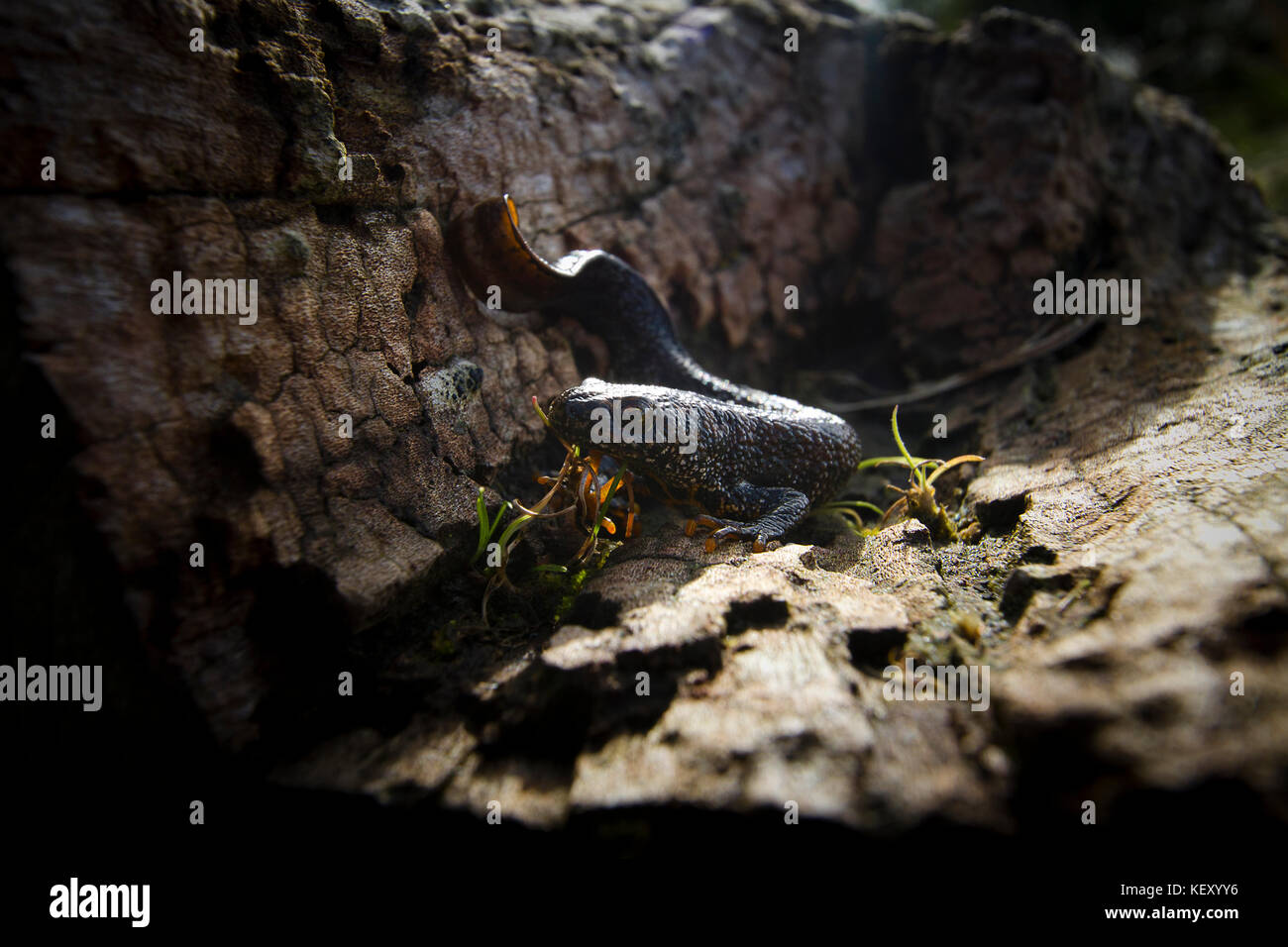 A Great Crested Newt in terrestrial habitat near a breeding pond