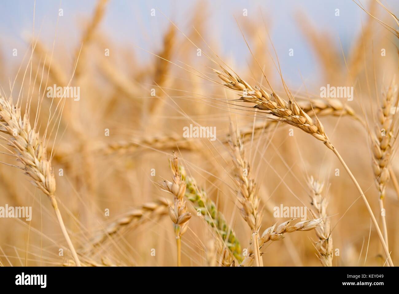 Wheat field detail Stock Photo