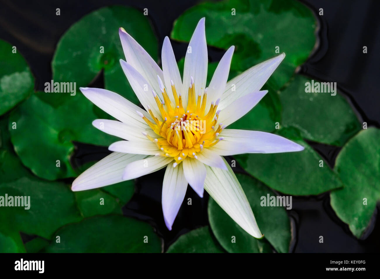 Nymphaea 'Daubenyana' is a tropical lily. It has pale blue petals and green pads. Stock Photo