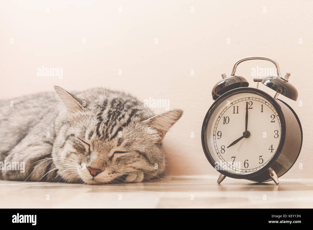 portrait of american shorthair cat sleeping with vintage alarm clock on ...