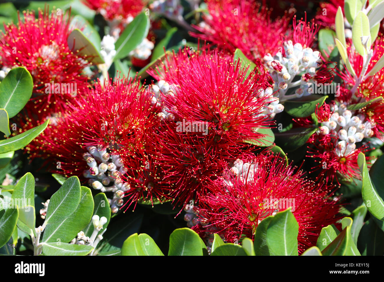 Common Red Bottlebrush Stock Photo