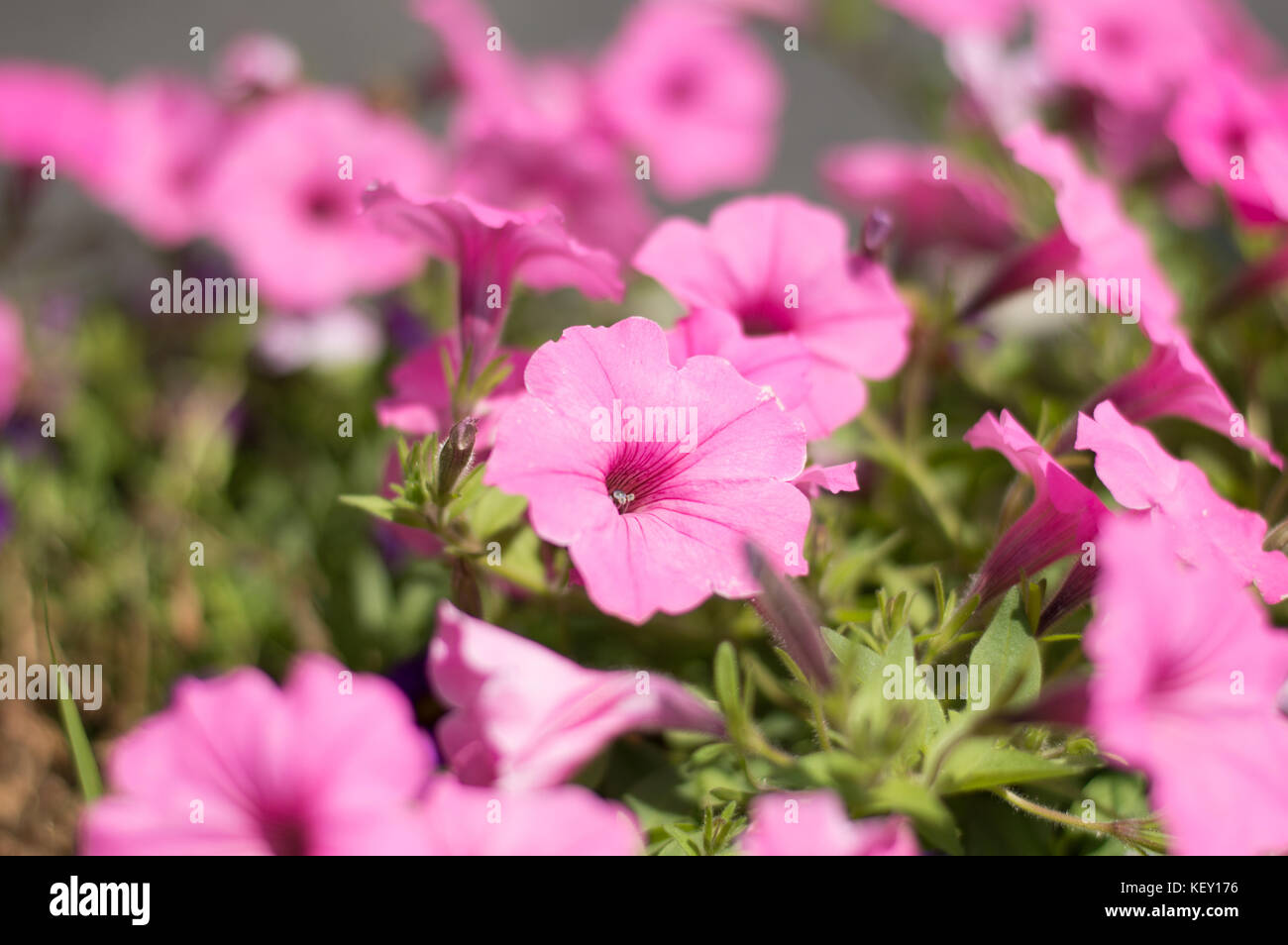 A small patch of flowers  in a green garden, become center focus on a warm summer day. Stock Photo
