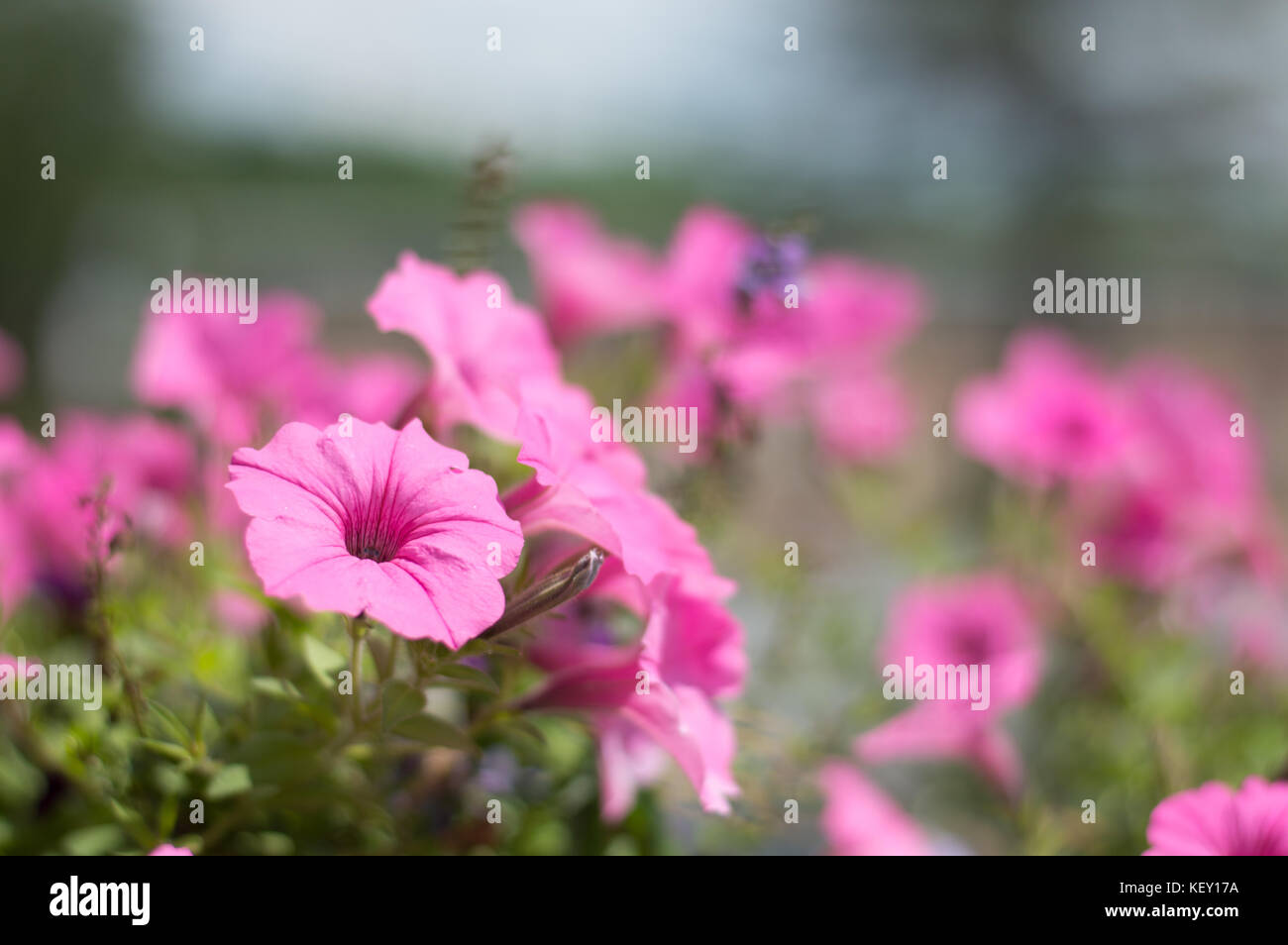 A small patch of flowers  in a green garden, become center focus on a warm summer day. Stock Photo