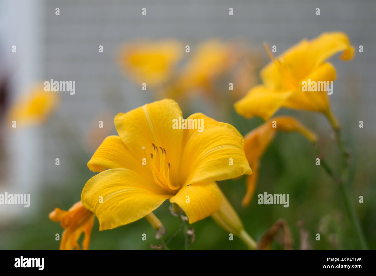 Gorgeous golden flower blooms in a green garden during the summer Stock ...