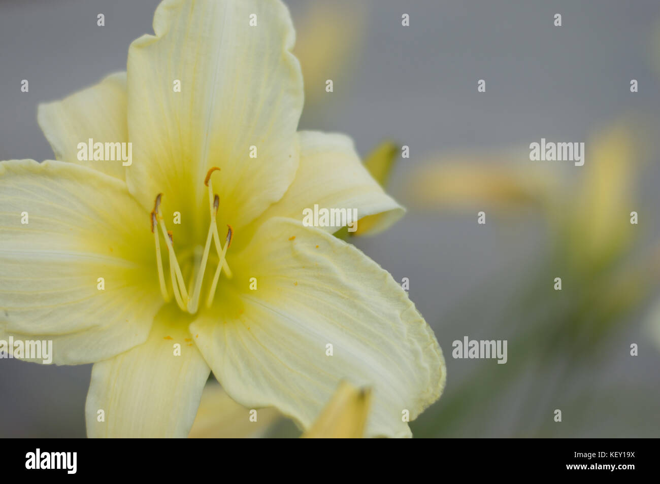 Yellow centered flower hi-res stock photography and images - Alamy