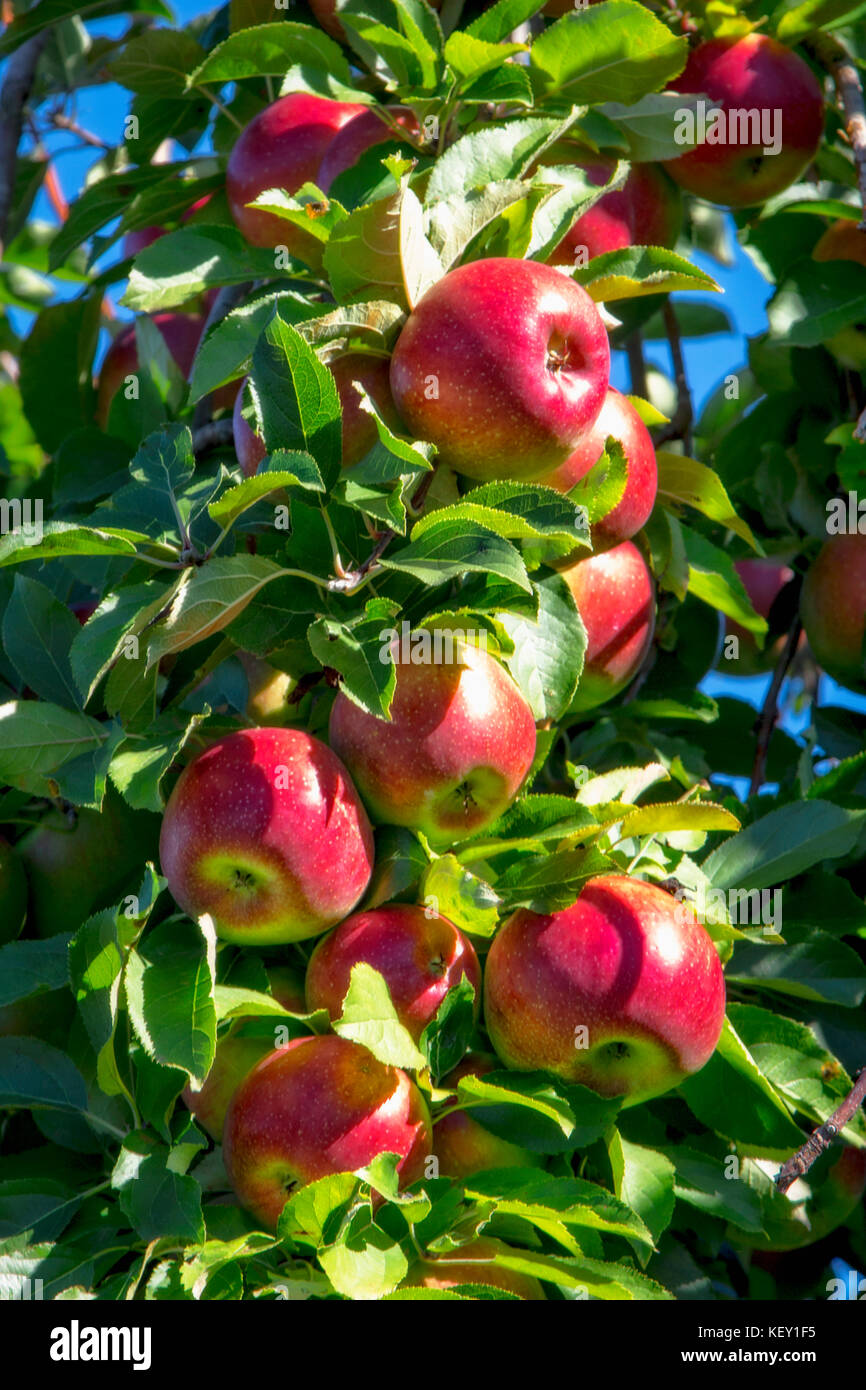 Close up view of red apples growing on a tree Stock Photo