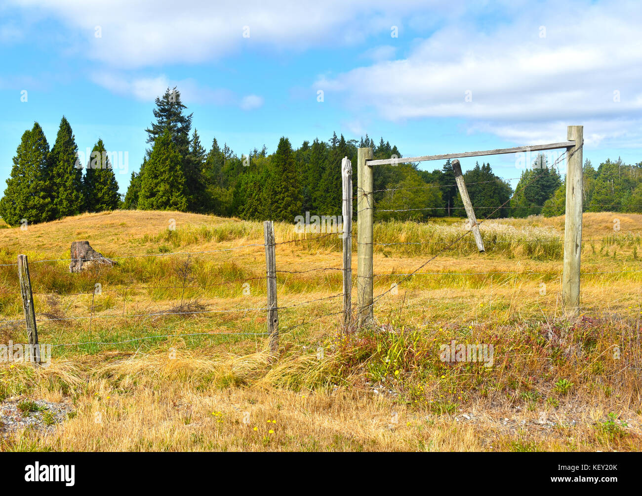 A beautiful pasture with a barb wire fence in the foreground with evergreen trees in background under a cloudy blue sky.  Dried grasses from drought. Stock Photo