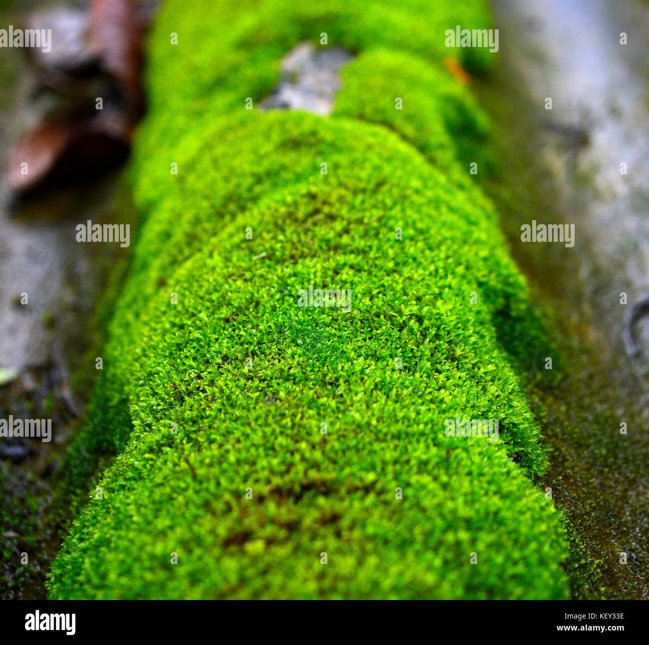 Moss on a surface Stock Photo