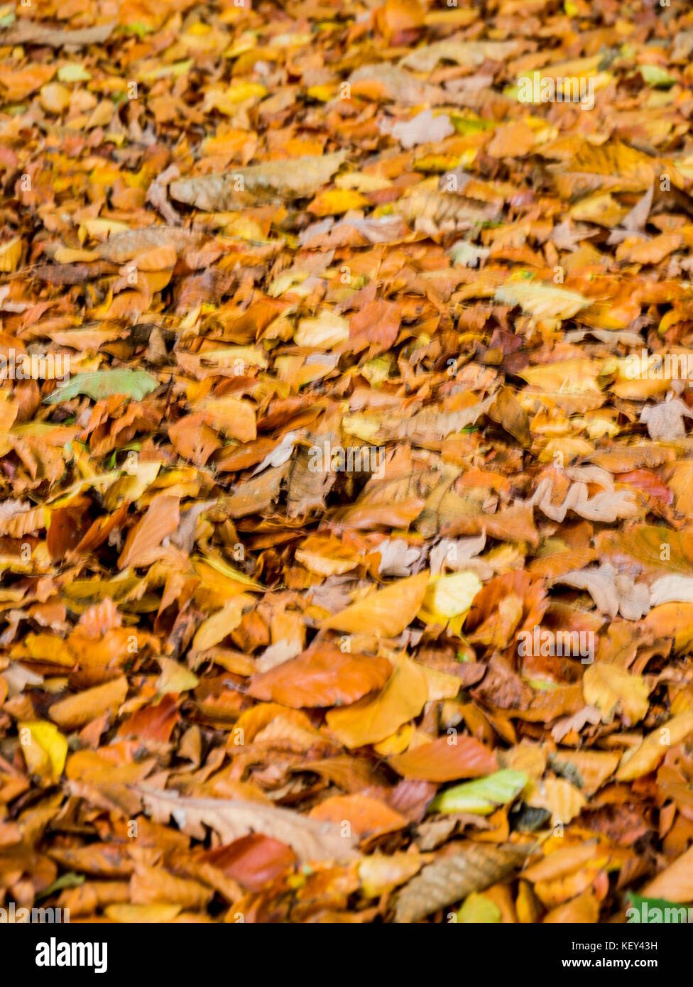 Walking autumn leaves hi-res stock photography and images - Alamy