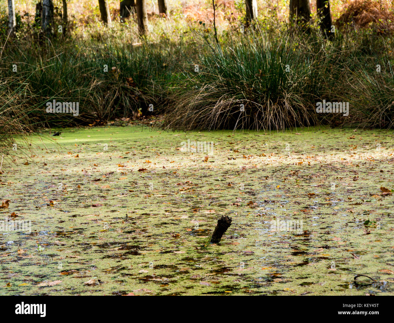 Boggy Land High Resolution Stock Photography and Images Alamy