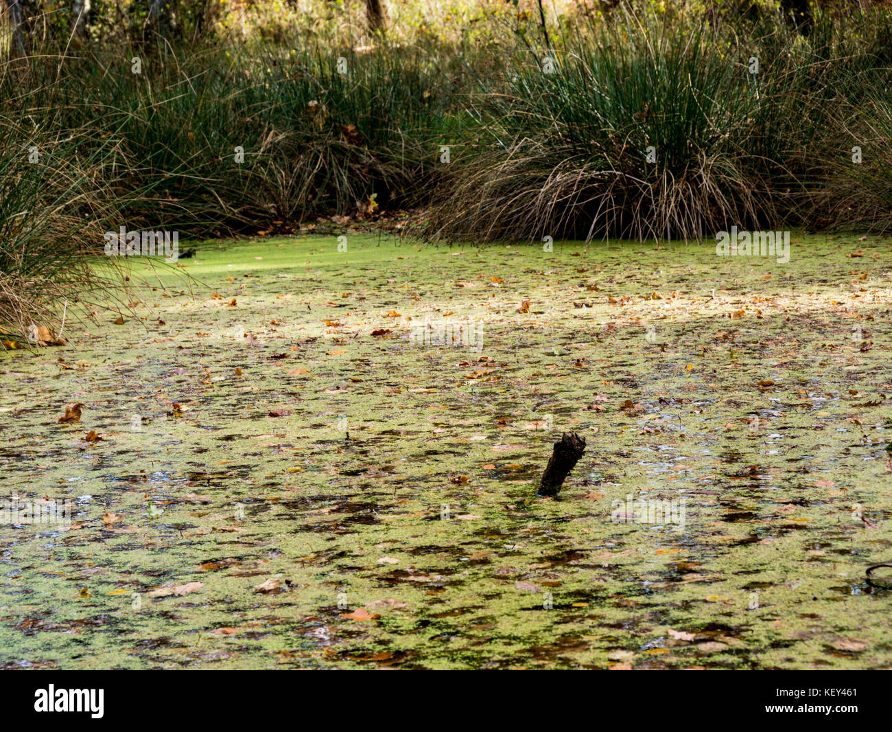 Boggy marsh hires stock photography and images Alamy
